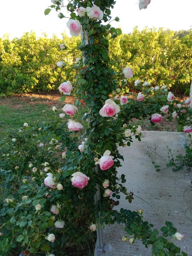 مبيت وإفطار Nardò Il Giardino Dei Tramonti المظهر الخارجي الصورة